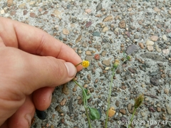Bidens pilosa pilosa