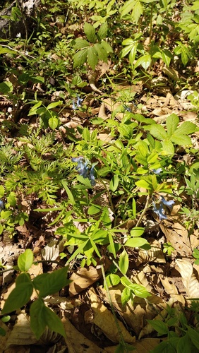 Corydalis ambigua (Corydalis ambigua)