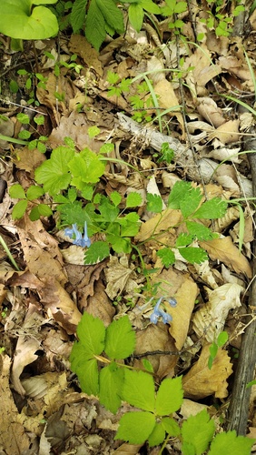 Corydalis ambigua (Corydalis ambigua)