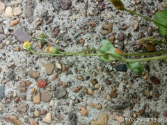 Bidens pilosa pilosa