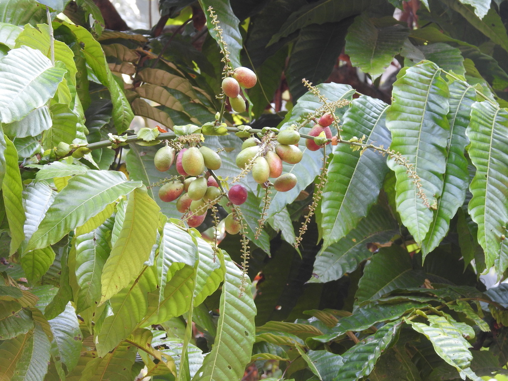 Pometia pinnata