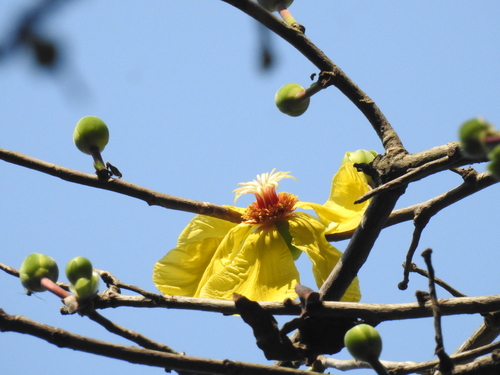 Dillenia andamanica