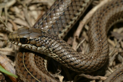Grey-bellied Skaapsteker