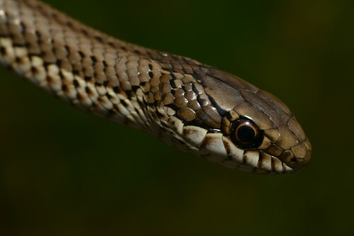 Grey-bellied Skaapsteker