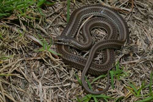 Grey-bellied Skaapsteker