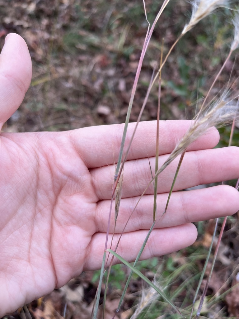 splitbeard bluestem from Fort Boggy State Park, Leona, TX, US on ...