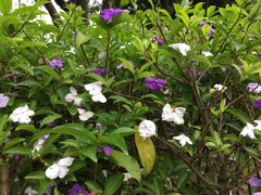 Brunfelsia uniflora