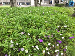 Brunfelsia uniflora
