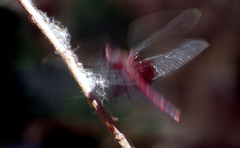 Erythrodiplax fervida