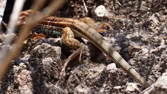 Aspidoscelis gularis colossus