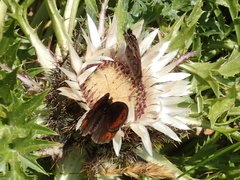 Erebia montanus