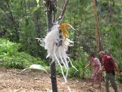 Cerogenes auricoma