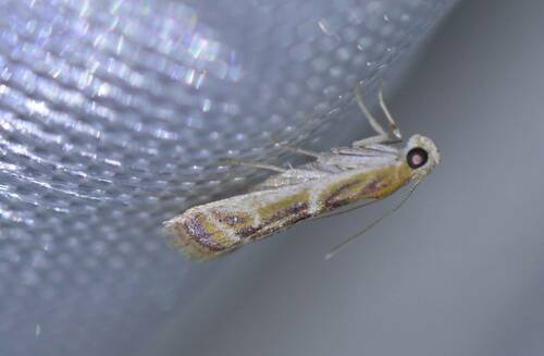 Ancylosis faustinella