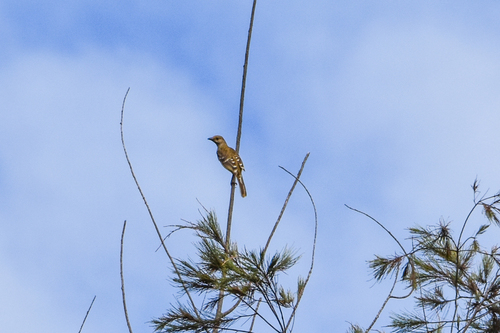 Yellow-breasted Bowerbird (Chlamydera lauterbachi), photo 5