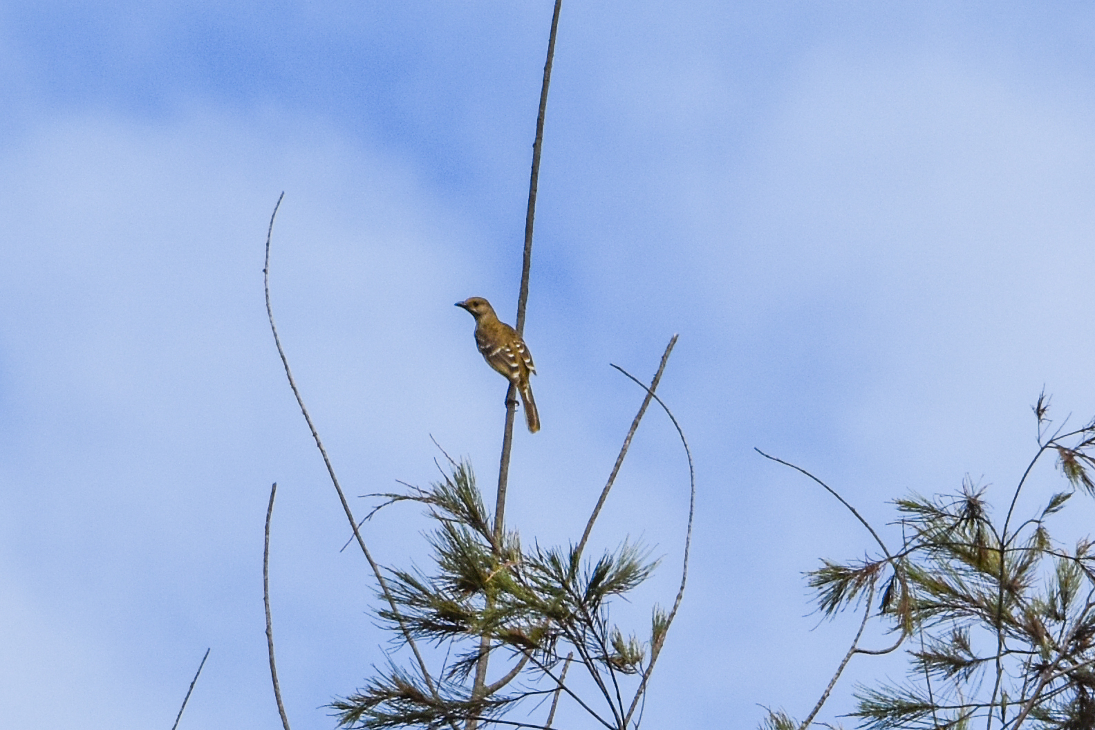 Yellow-breasted Bowerbird (Chlamydera lauterbachi), photo 3