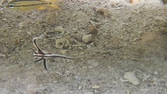 Pareques acuminatus