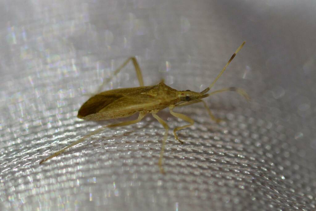 Dicranocephalus pallidus