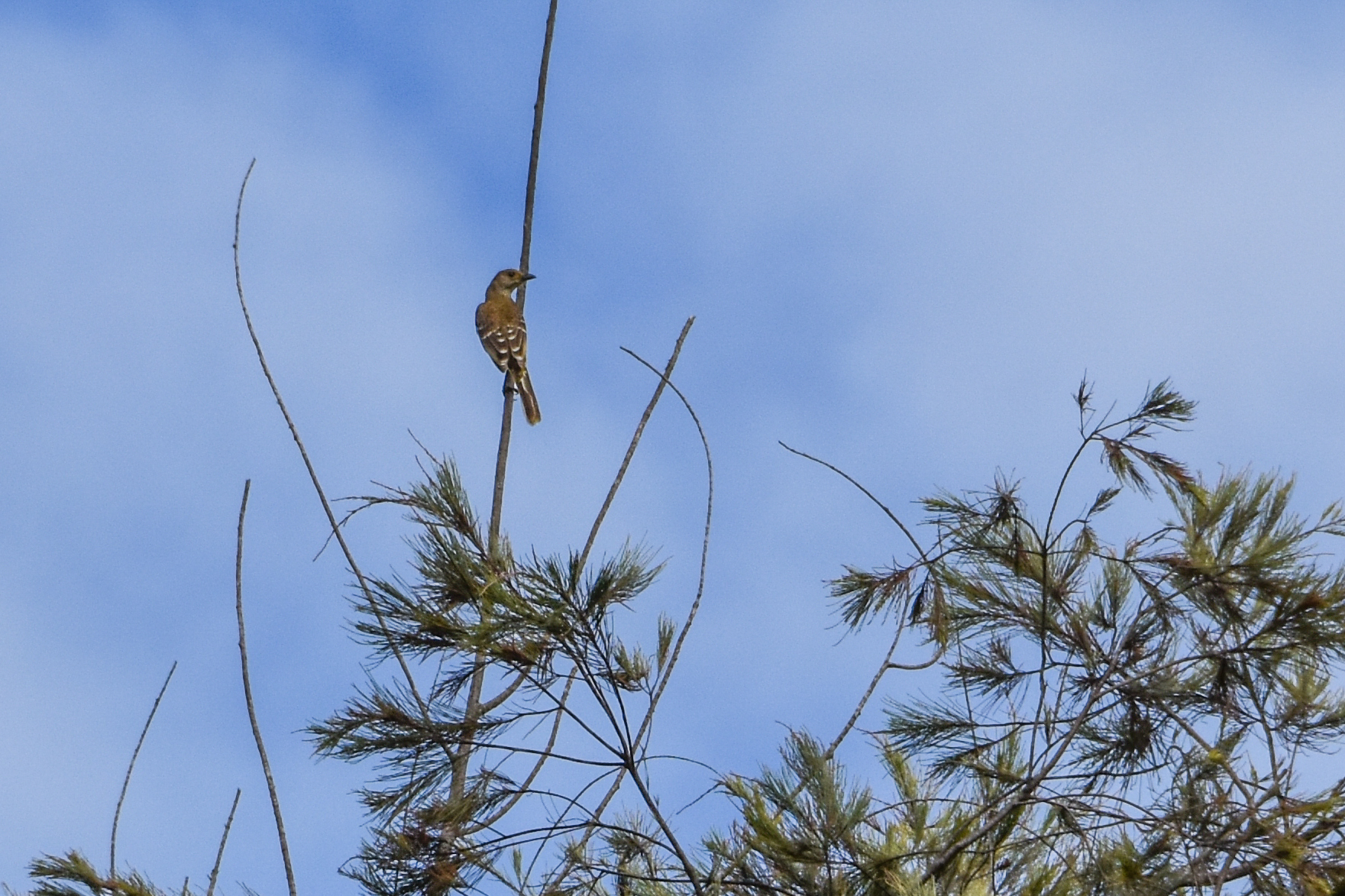Yellow-breasted Bowerbird (Chlamydera lauterbachi), photo 4