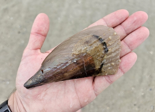 Half-naked Pen Shell