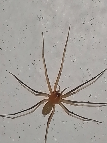 Cosmopolitan Spider Hunter