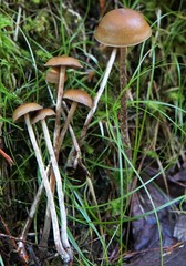 Psilocybe fuscofulva