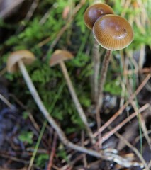 Psilocybe fuscofulva