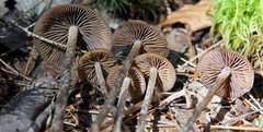 Psilocybe fuscofulva
