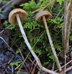 Psilocybe fuscofulva