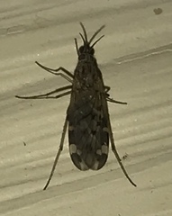 Sylvicola alternatus