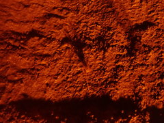 Hadenoecus subterraneus