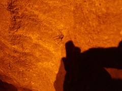 Hadenoecus subterraneus