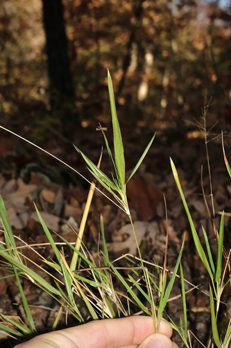 Image of Bicknell's Witchgrass (Dichanthelium bicknellii) by (c) Nathan Aaron, some rights reserved (CC BY)