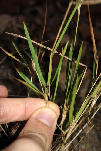Image of Dichanthelium bicknellii by (c) Nathan Aaron, some rights reserved (CC BY)