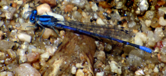 Argia carlcooki