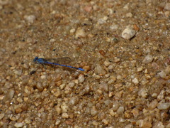 Argia carlcooki