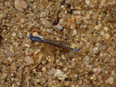 Argia carlcooki