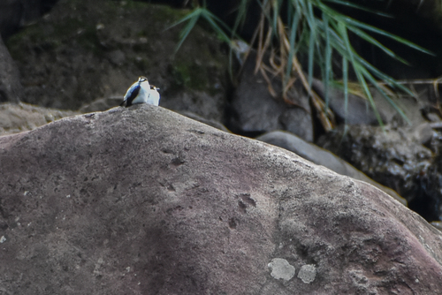 Torrent Flyrobin (Monachella muelleriana), photo 8