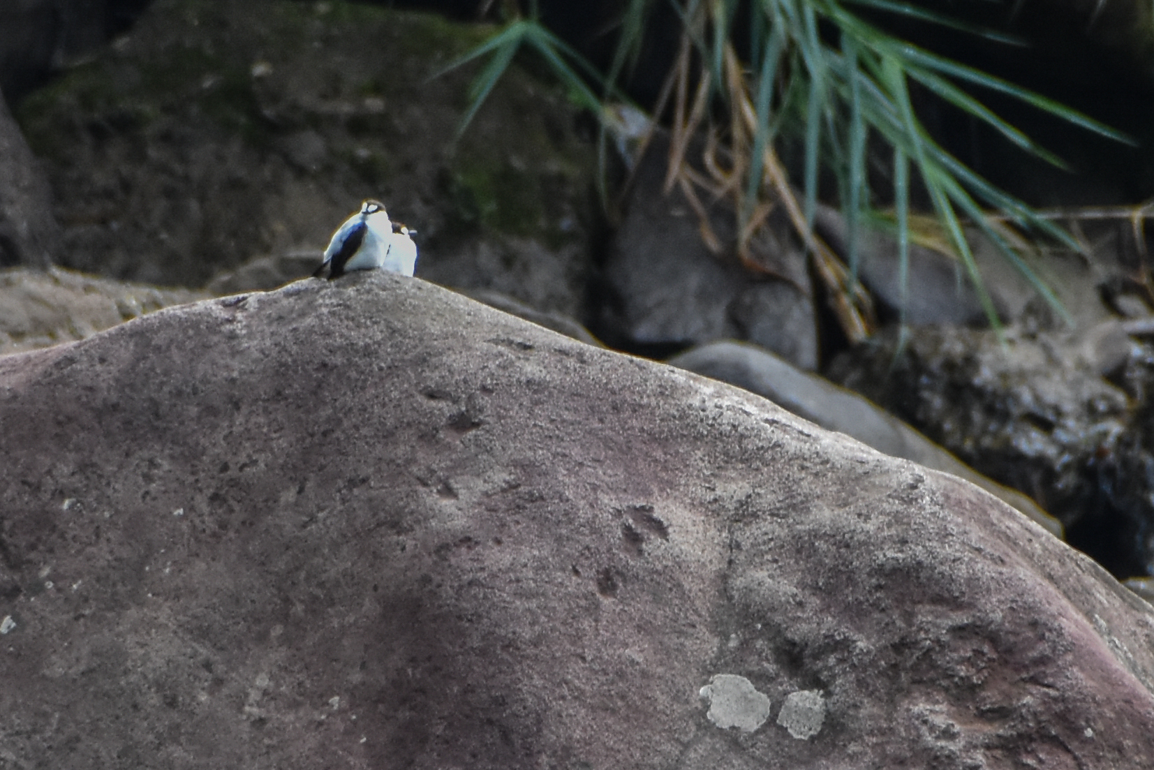 Torrent Flyrobin (Monachella muelleriana), photo 5