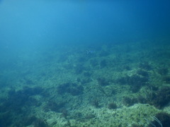 Scomberomorus regalis