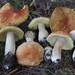 Boletus chippewaensis - Photo (c) Erlon Bailey, some rights reserved (CC BY-SA), uploaded by Erlon Bailey
