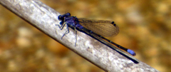 Argia frequentula