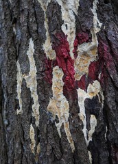 Neoantrodia variiformis