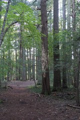 Neoantrodia variiformis