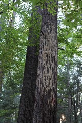 Neoantrodia variiformis