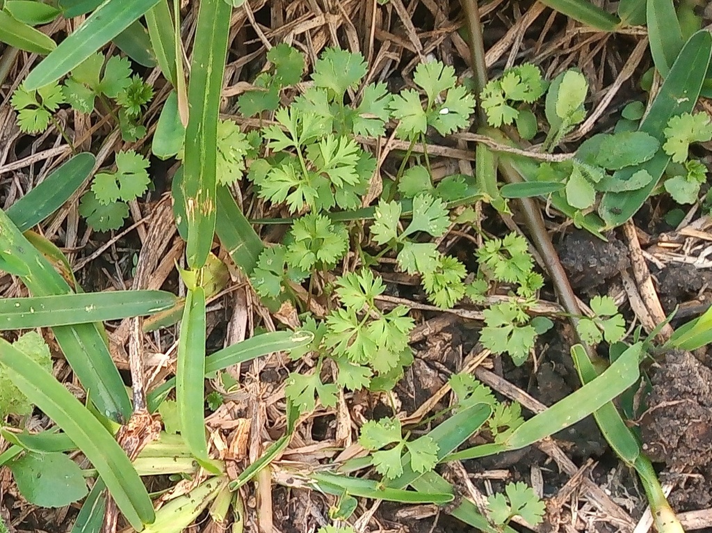 Coriander foliage growing in a herb bed