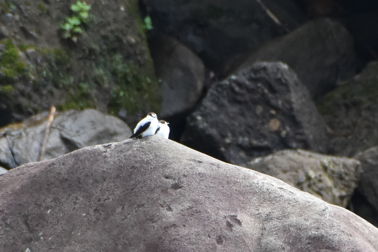 Torrent Flyrobin (Monachella muelleriana), photo 6