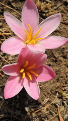Zephyranthes brevipes