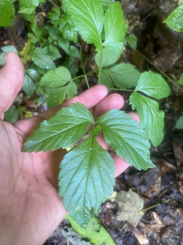 Rhizomatophora aegopodioides, photograph 2