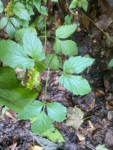 Rhizomatophora aegopodioides, photograph 1