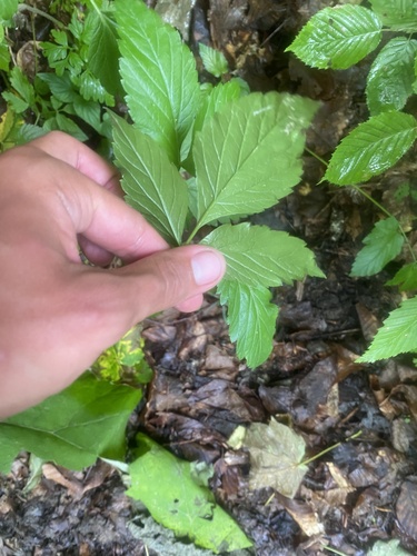 Rhizomatophora aegopodioides, photograph 3